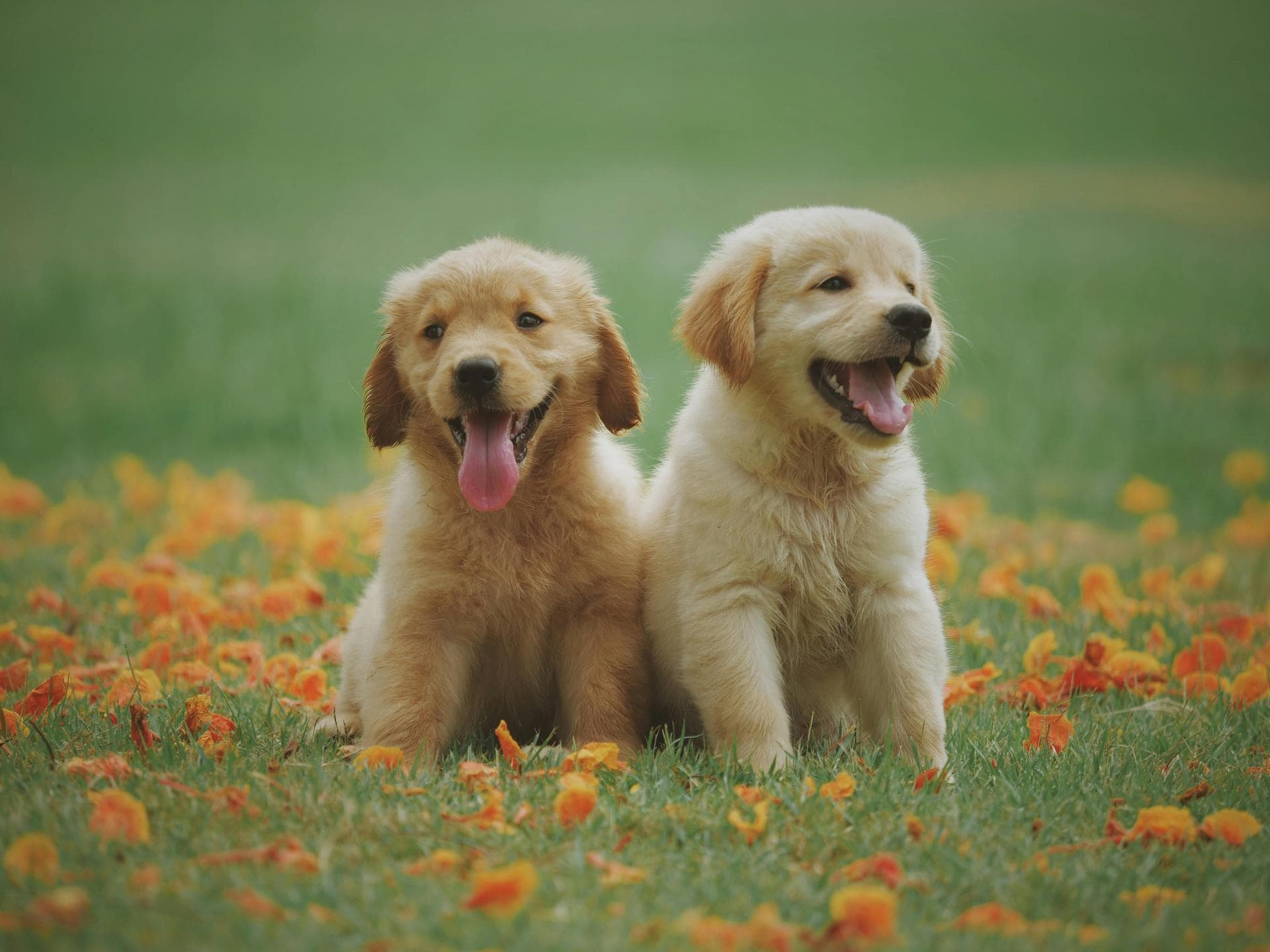 Dog & Cat Vets in Retford