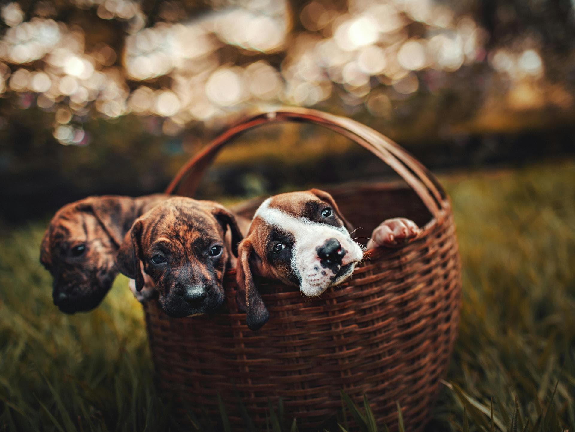 Dog & Cat Vets in Retford