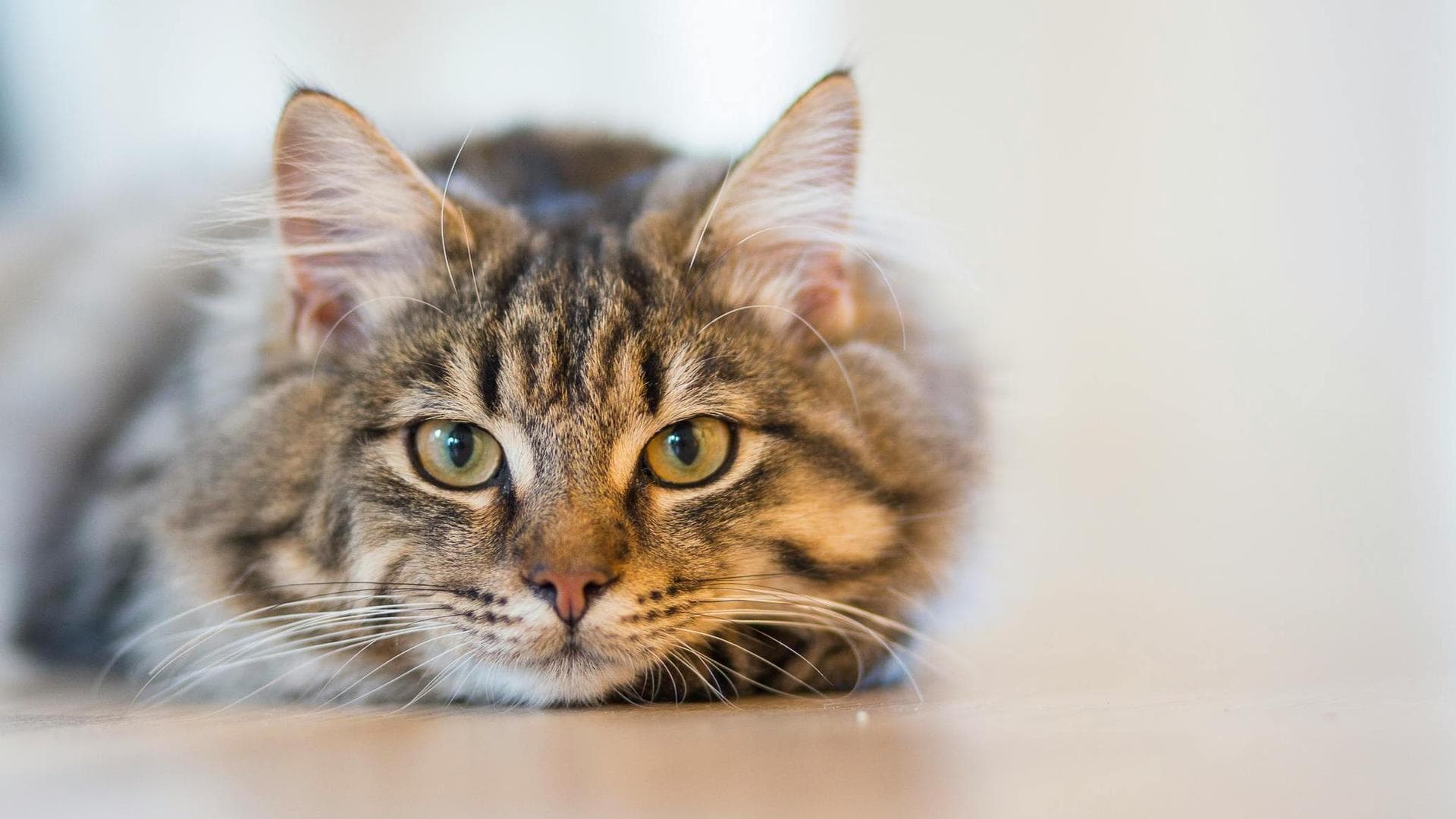 Best Vets in West Bridgford
