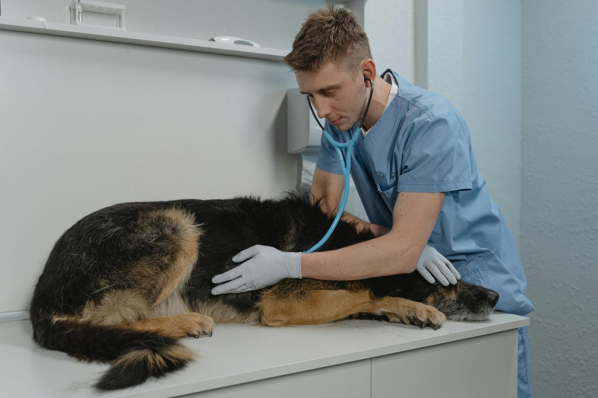Dog Dental Prices in Nottinghamshire