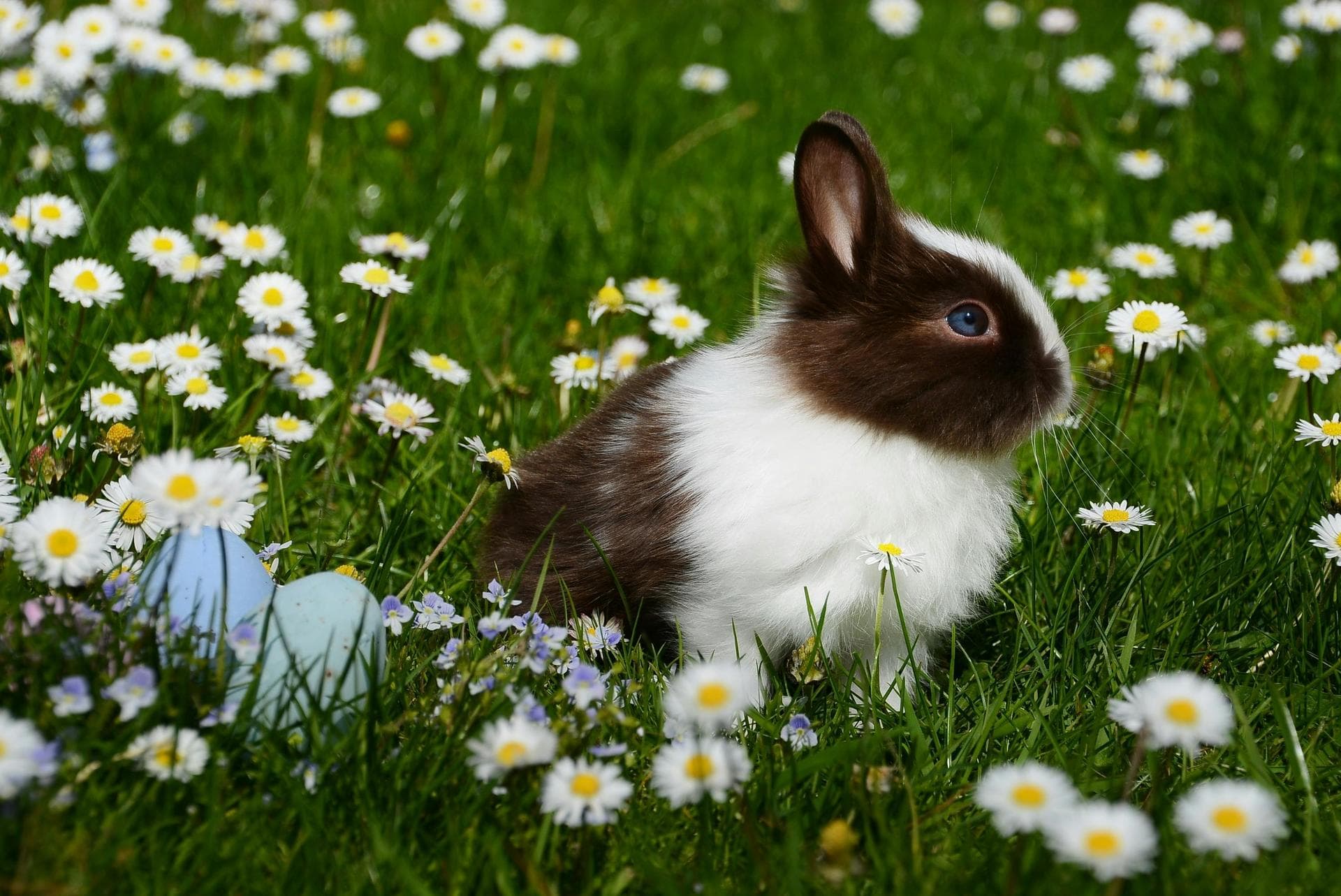 Baby rabbit in garden with daisies